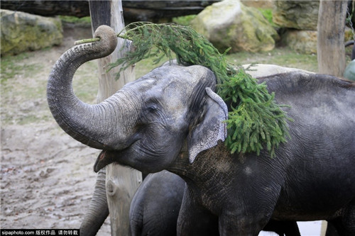 320名圣诞老人整体冲浪？？？？八一八圣诞节奇闻趣事