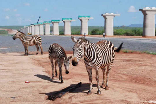 肯尼亚总统高度赞赏，，，，乞力马扎罗山下壹定发绿闪灼